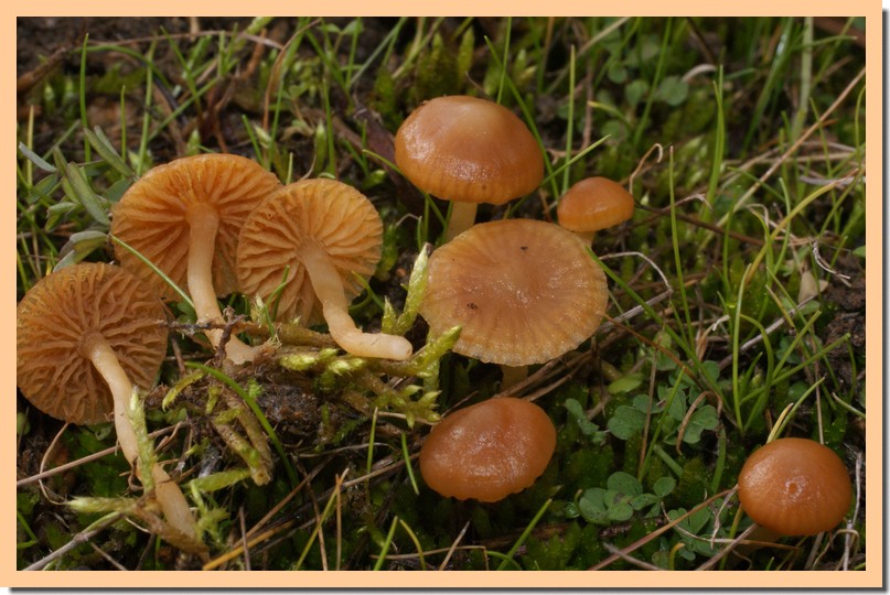 galerina graminea.jpg