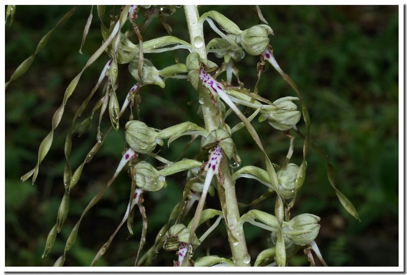 himantoglossum hircinum 16.jpg