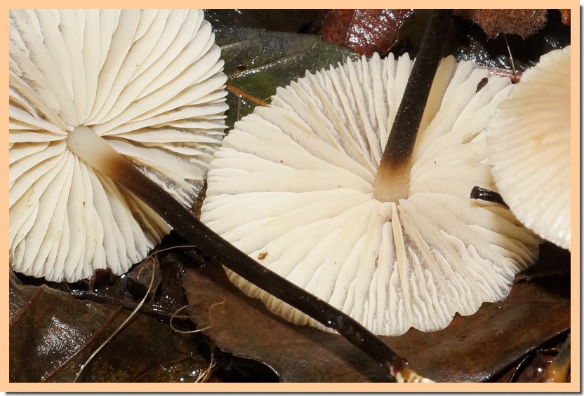 marasmius wynnei 19.jpg