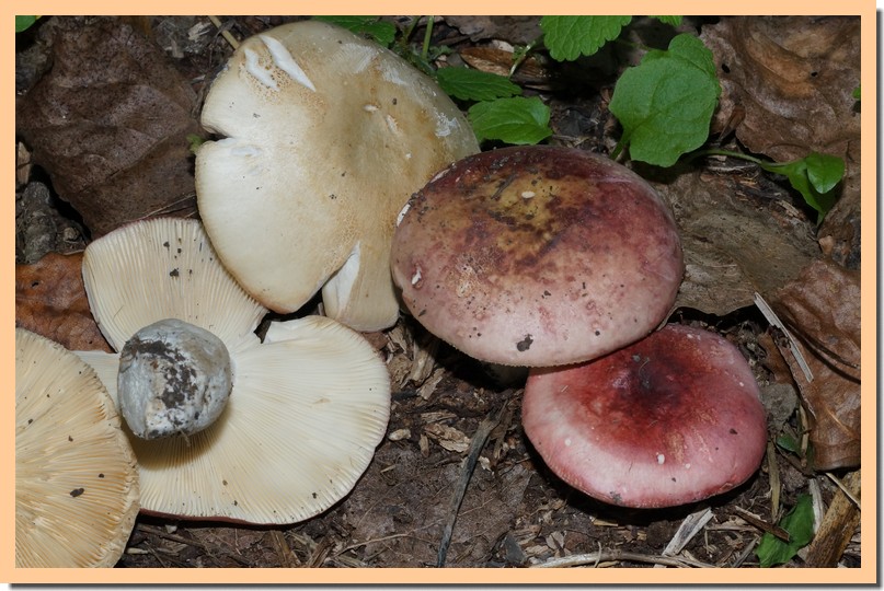russula exalbicans 15.jpg