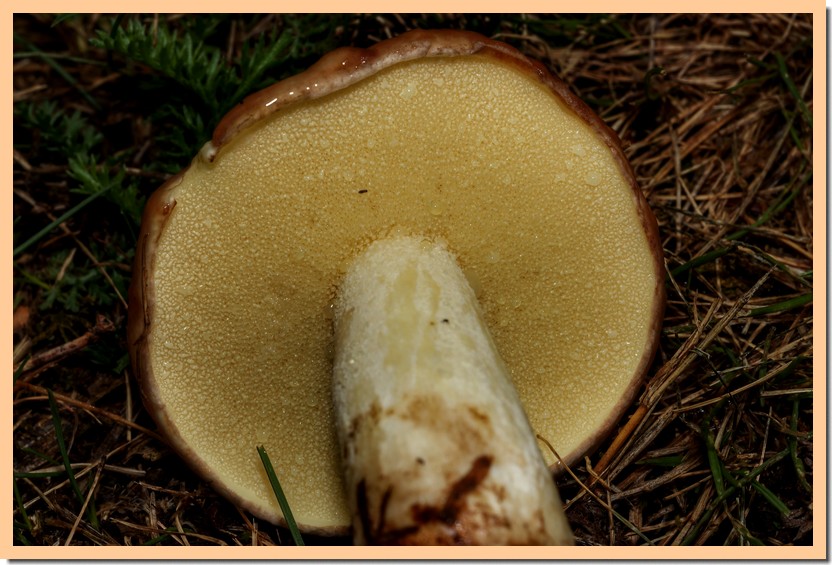 suillus granulatus 19.jpg