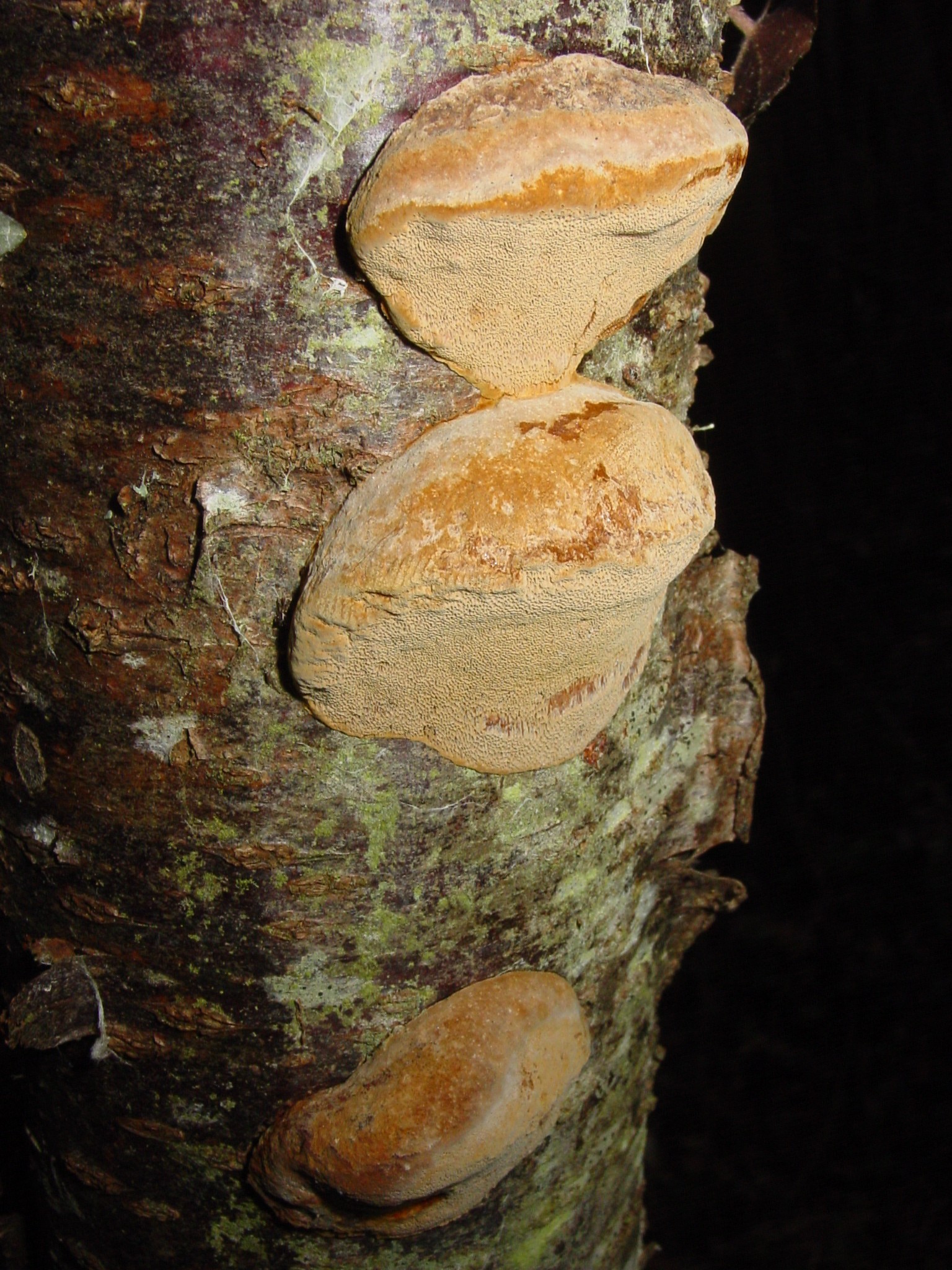 phellinus tuberculosus.jpg