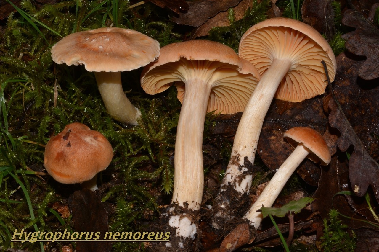 hygrophorus nemoreus 24.jpeg