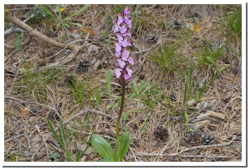 orchis spitzelii 1.jpg