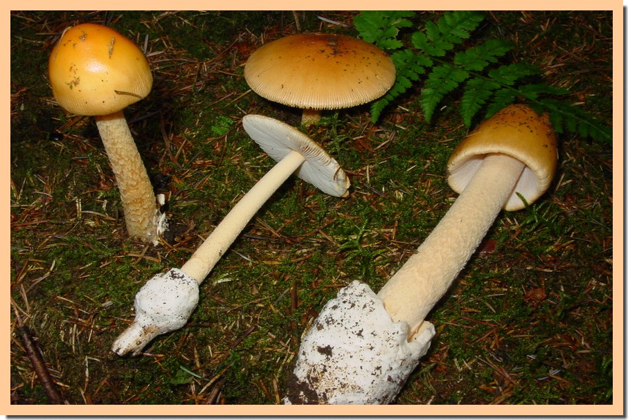 amanita crocea 2.jpg