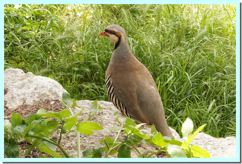 perdrix choukar.jpg