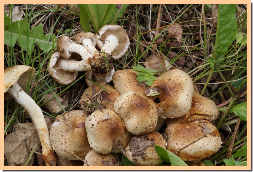 Pholiota gummosa var. rufobrunnea.jpg