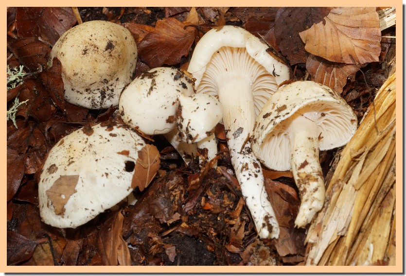 hygrophorus penarius 20.jpg