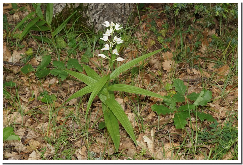 cephalanthera longifolia 18.jpg
