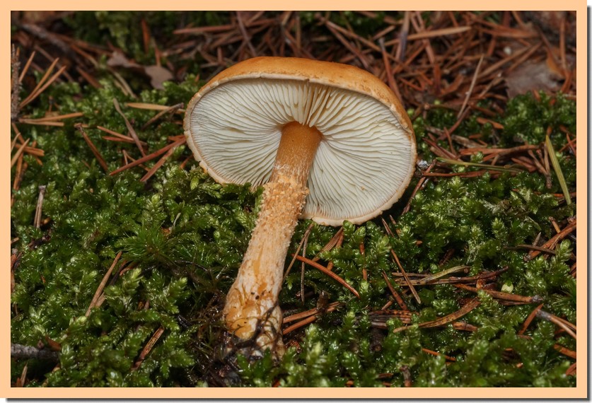 cystodermella cinnabarina 2.jpg