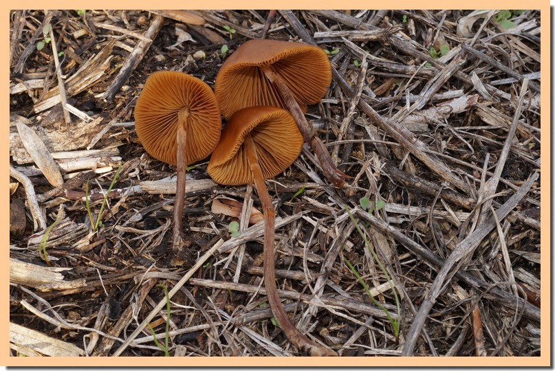 conocybe pubescens 18.jpg