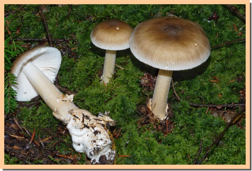 amanita battarrae 24 2.jpg