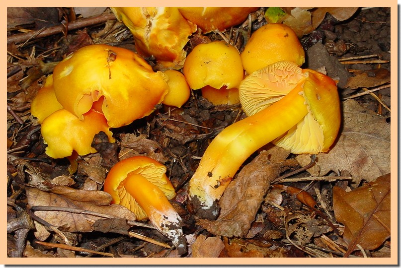 hygrocybe quieta.jpg