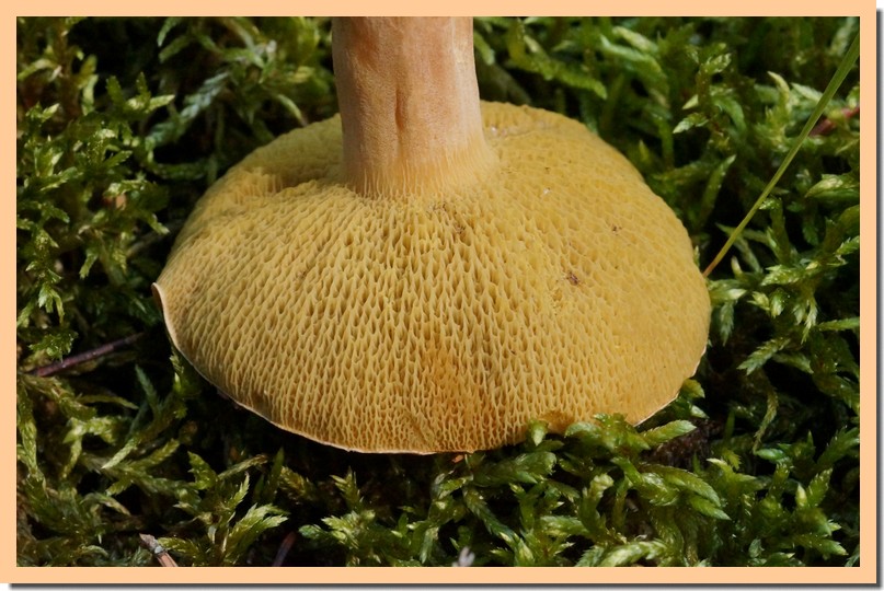 suillus bovinus pores 18.jpg