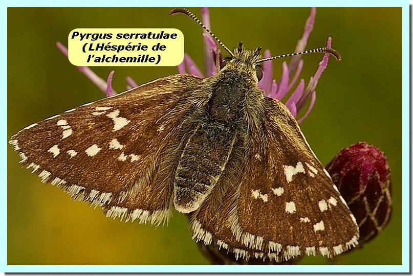 Pyrgus serratulae1a _Hesperie de l_alchimille_.jpg
