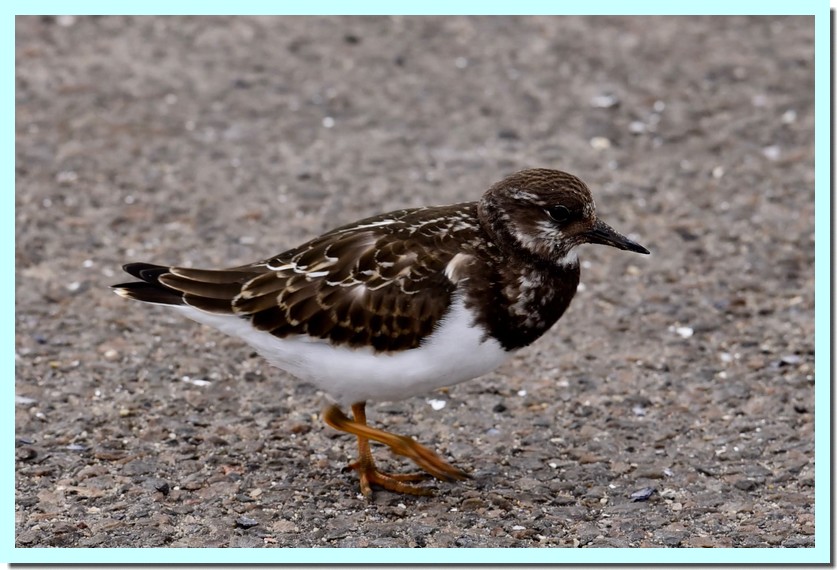 tournepierre à collier.jpg