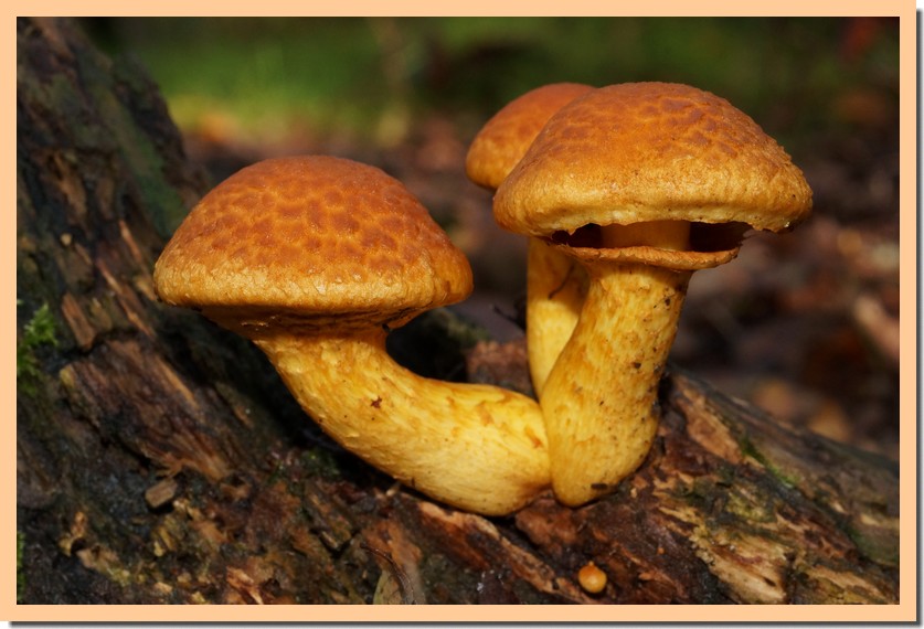 gymnopilus spectabilis 19 1.jpg