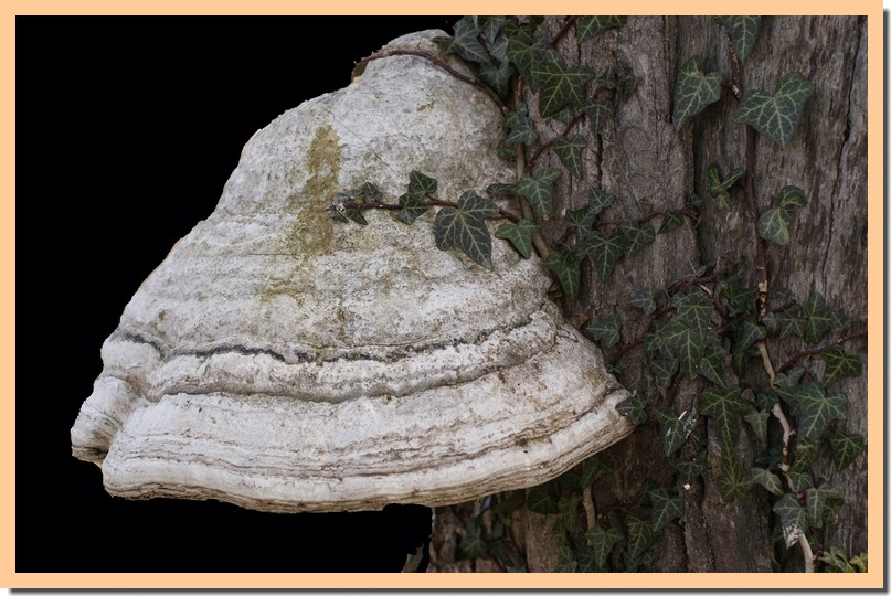 fomes fomentarius.jpg