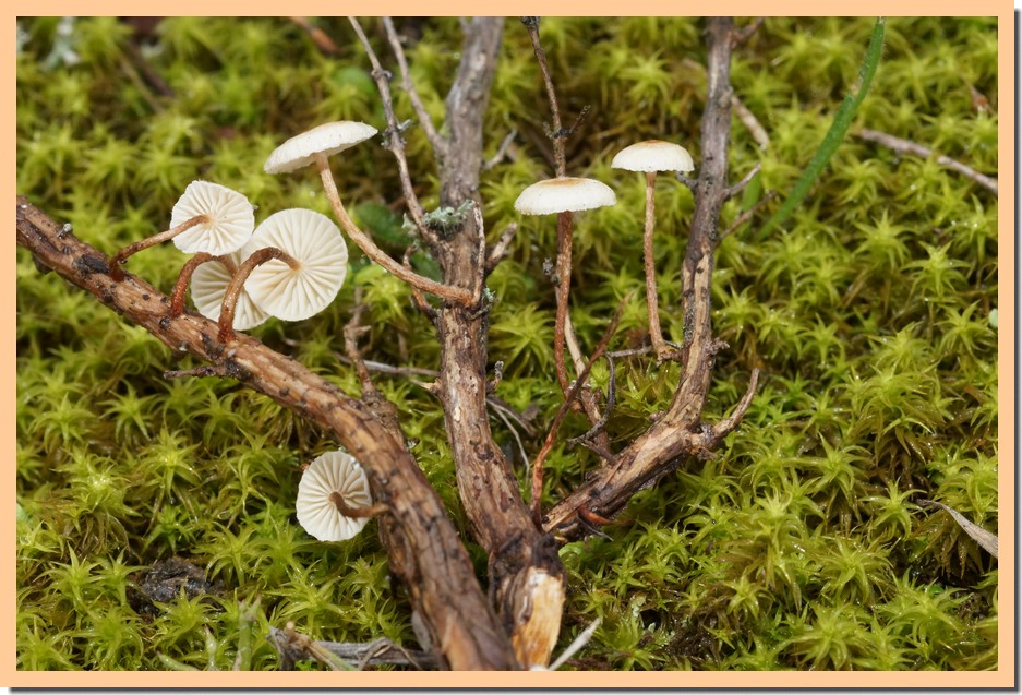 crinipellis scabella 21.jpg