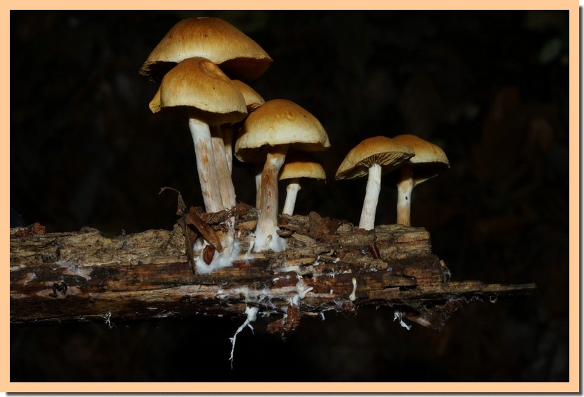 gymnopilus penetrans 15.jpg