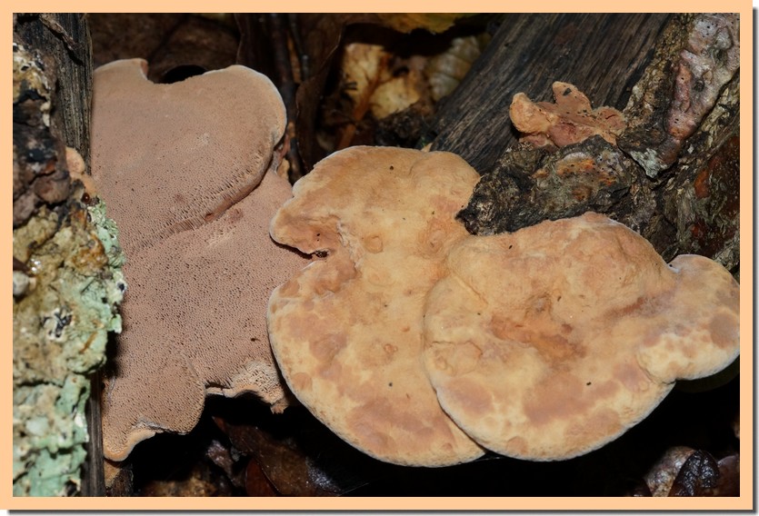 hapalopilus rutilans 15.jpg