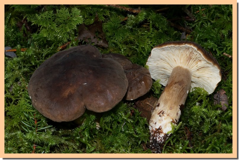lactarius  picinus 15.jpg