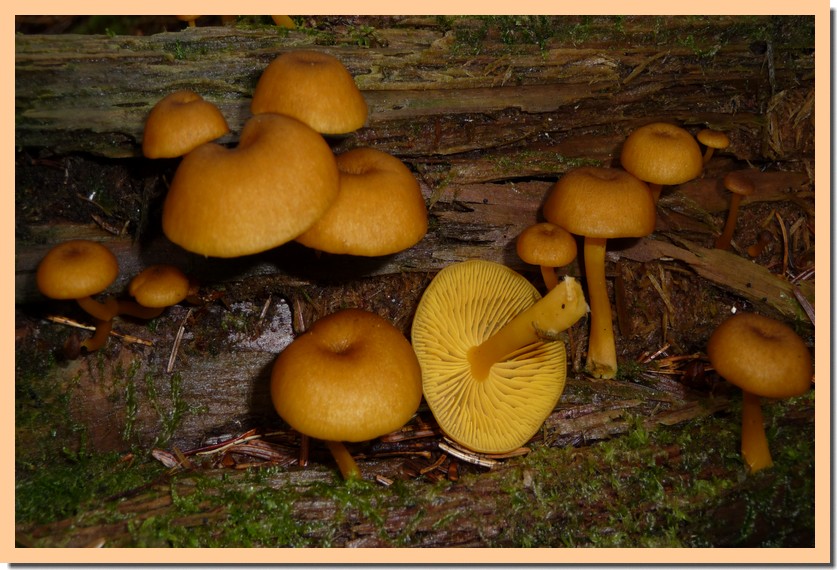 chrysomphalina chrysophylla2.jpg