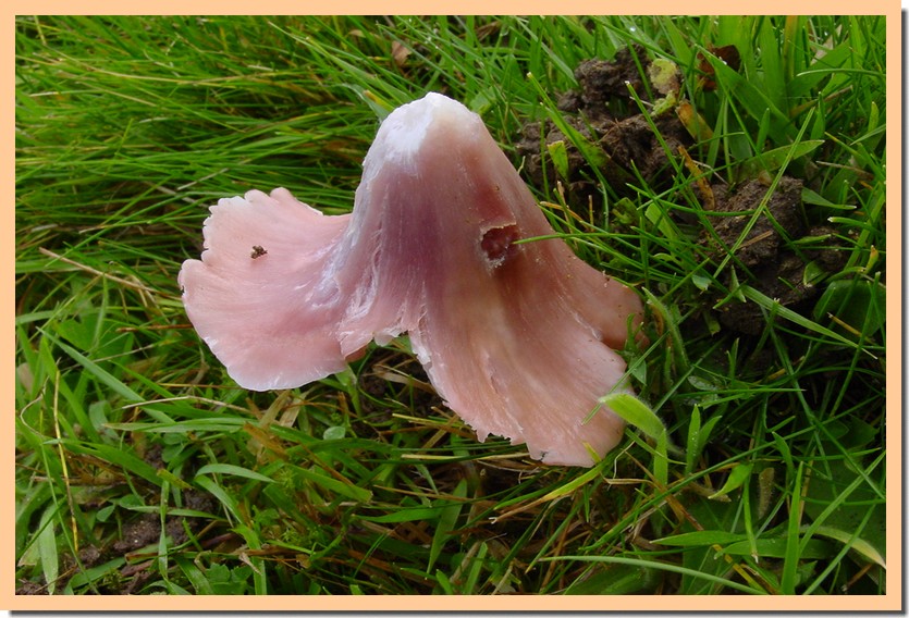 hygrocybe calyptriformis 2.jpg