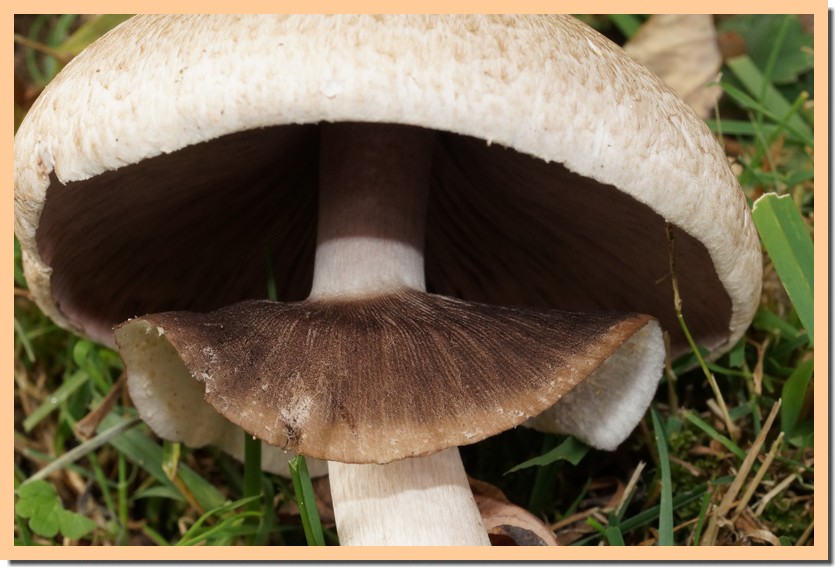 agaricus phaeolepidotus anneau.jpg