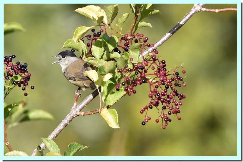fauvette à tête noire.jpg