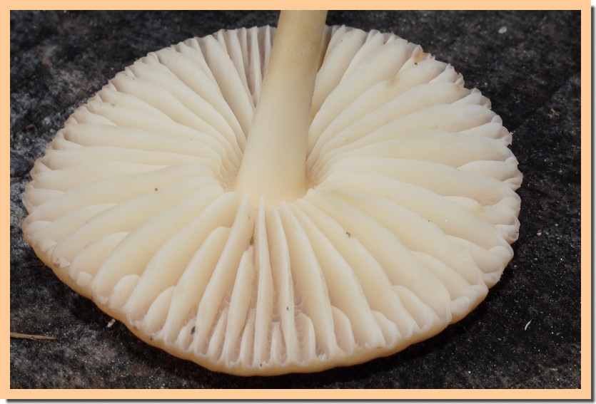 marasmius oreades 24.jpg