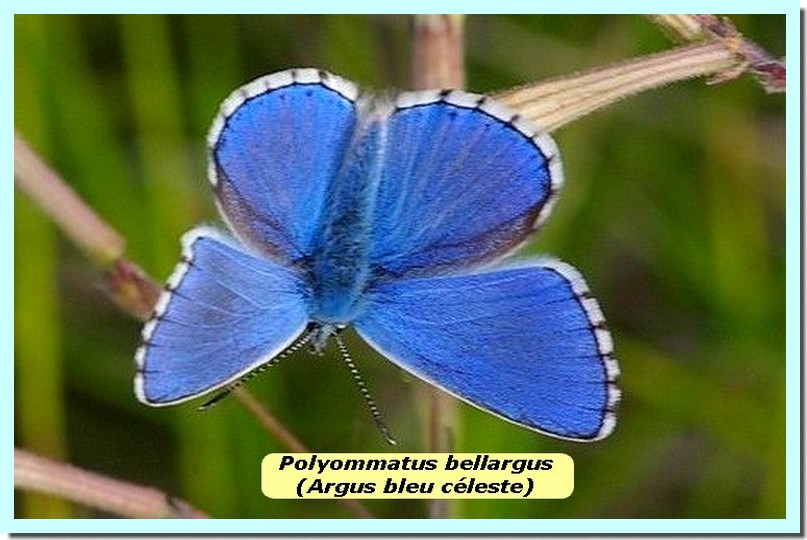 Polyommatus bellargus1d _Argus Bleu Celeste_.jpg