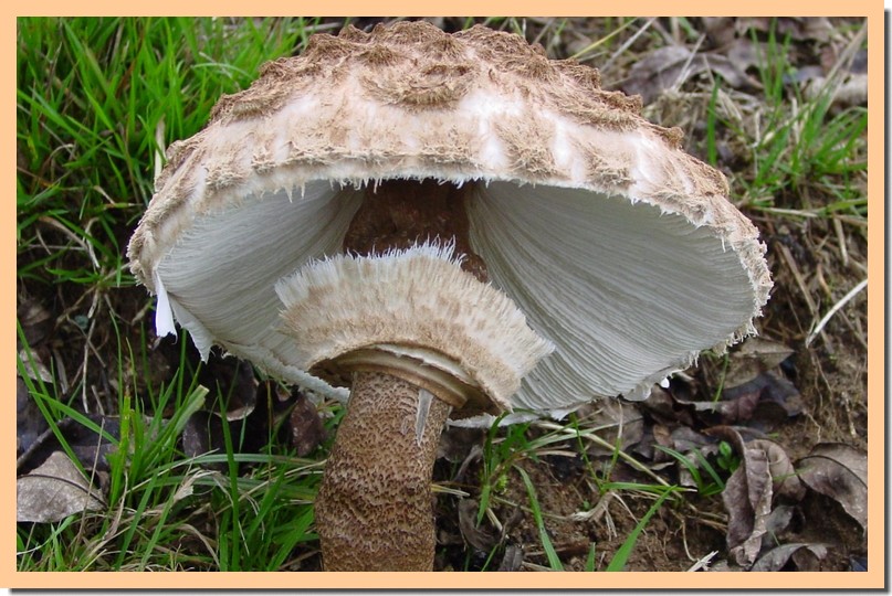 macrolepiota procera101.jpg