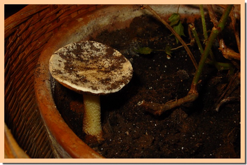 conocybe intrusa.jpg