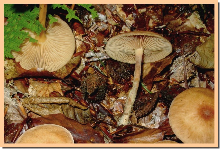 gymnopus peronatus 06.jpg