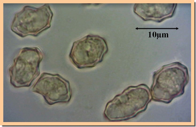 entolomes spores.jpg