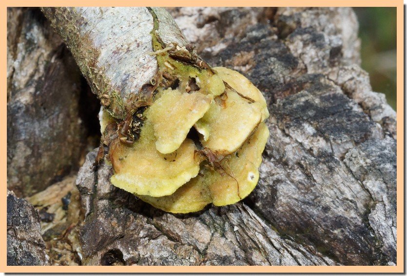 steccherinum bourdotii 25.jpg