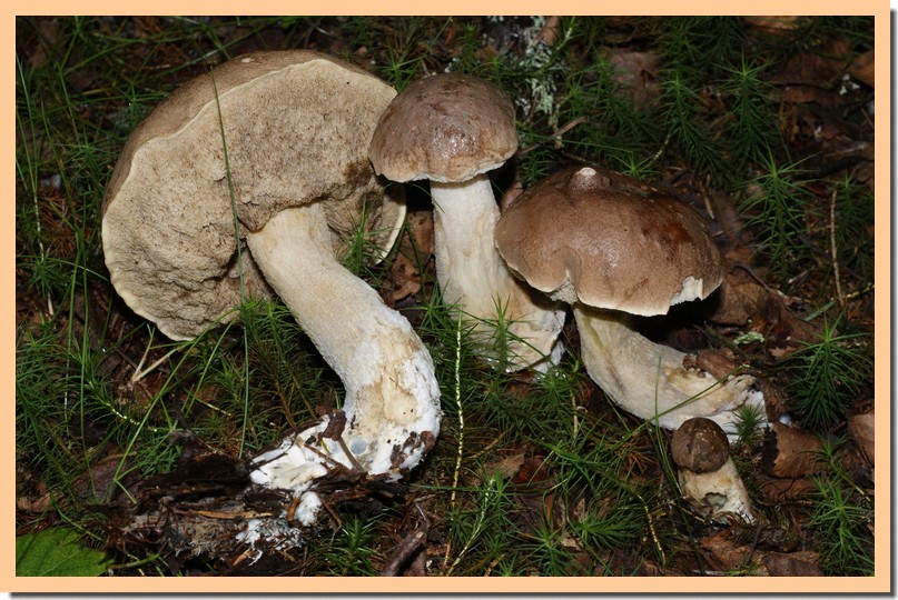 leccinum brunneogriseolum.jpg