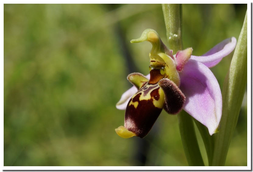 ophrys scolopax.jpg