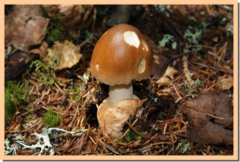 Amenaite Insect Amanites - ConnaitreLaNature.com