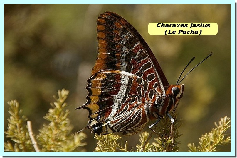 Charaxes jasius1 _Pacha_.jpg