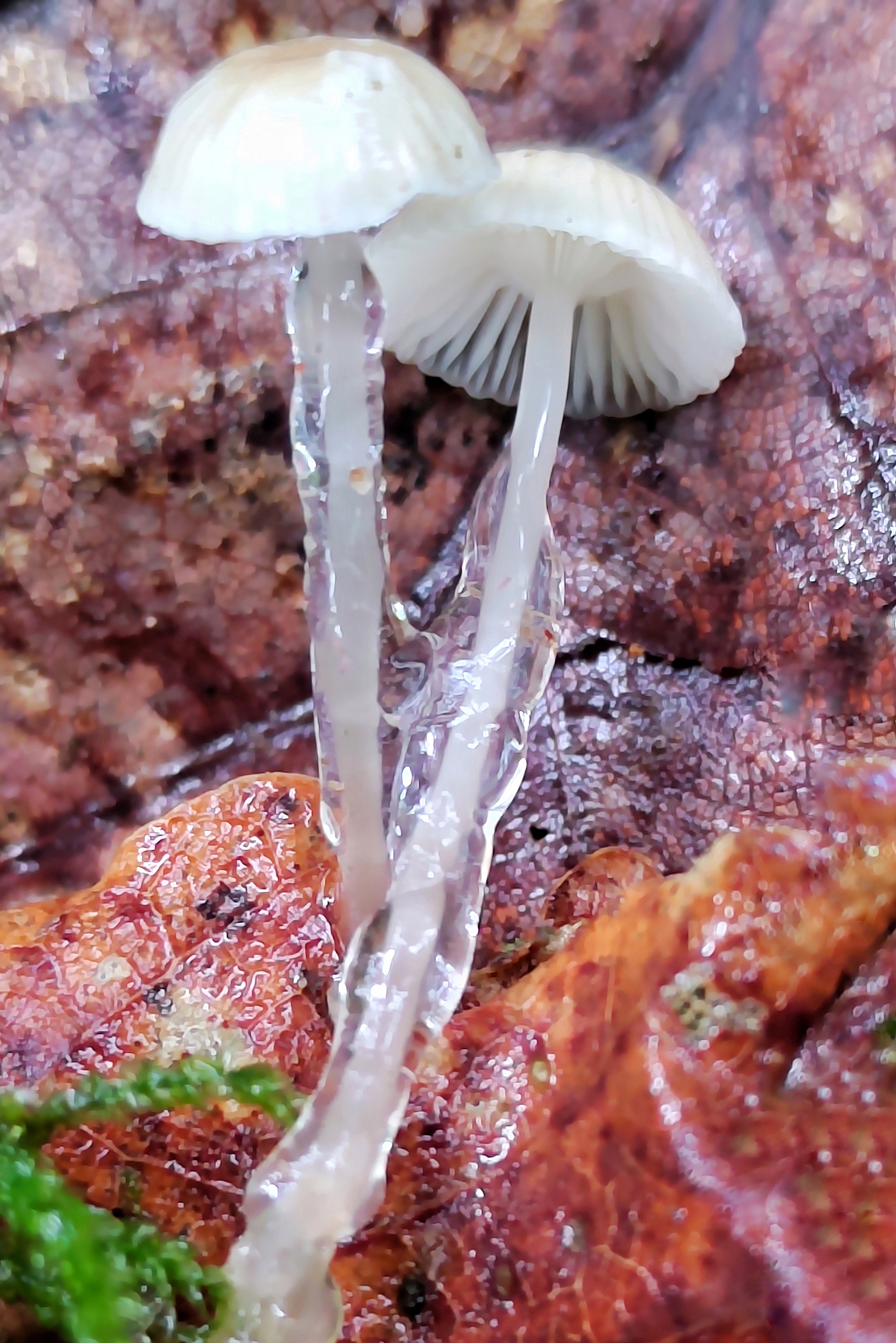 roridomyces roridus 26.jpeg