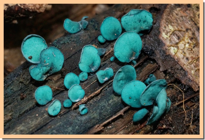 chlorociboria aeruginascens 21.jpg