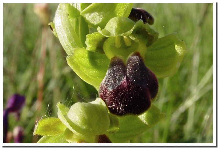 ophrys sulcata 4.jpg