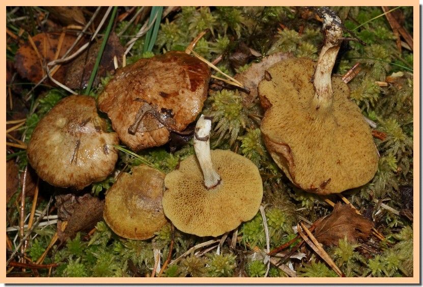 suillus flavidus.jpg