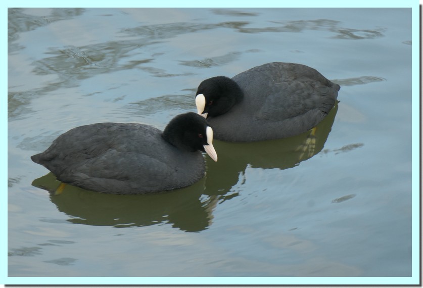 foulque macroule.jpg