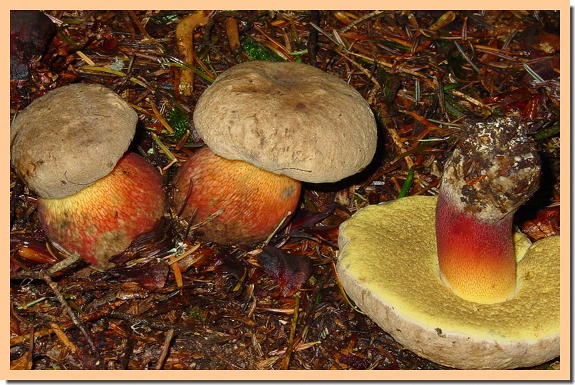 boletus calopus3.jpg