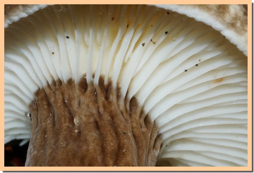 lactarius lignyotus 23.jpg