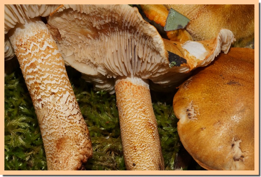 tricholoma aurantium 22.jpg