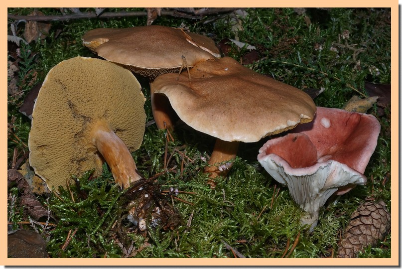 suillus granulatus 17.jpg